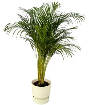 Trendyplants - Palma de areca (130 cm, diámetro de 24 cm, incluye elho Greenville, redondo, 30 x 28 cm), color blanco