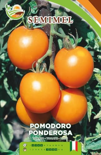 Pomodoro Ponderosa - Frutti Giallo Arancio, Polpa Soda e Sapore Straordinario, Semi-Determinato 3 confezioni