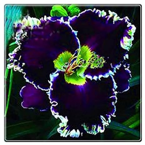 Bulbos de Hemerocallis - Matas Voluminosas y Decorativas -Ideal para Borduras Soleadas - Hemerocallis bulbos-8 Bulbos-A