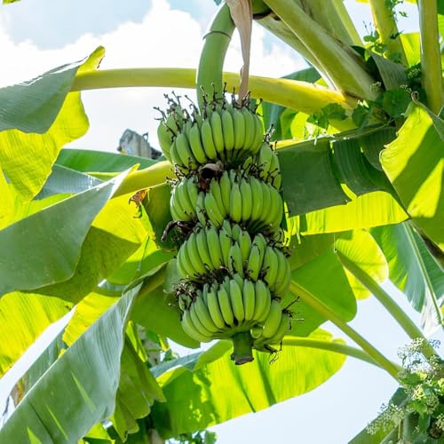 semi di d'interni banana 100pcs