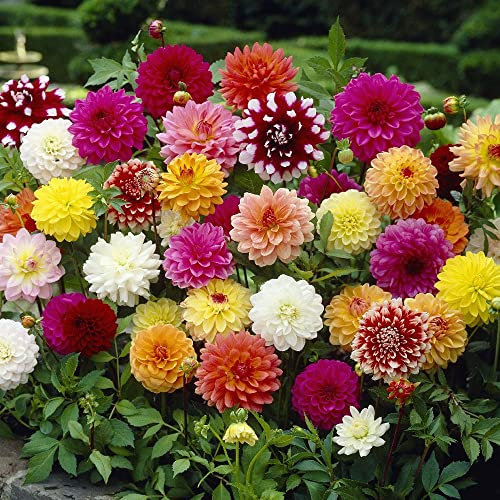 schone Mixed Flower Bulbs – Unique Bright and Colourful Blooms – Perennial – Summer Flowering Bulbs – Your Beautiful Garden (2 x Dahlia Decorative Mixed)