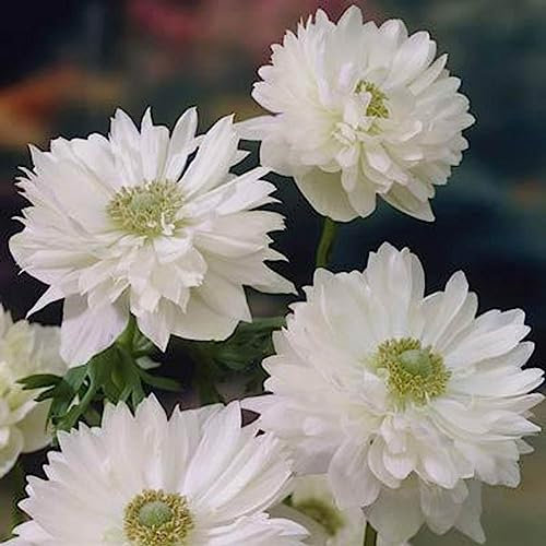 Lot de 10 Bulbes d' Anémones - St. brigid mount everest - calibre 3/4 - La Main Verte