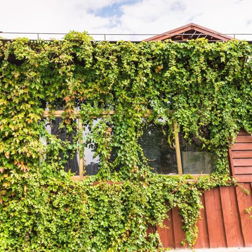 wilder wein kletterpflanzen winterhart samen, winterharte pflanzen für balkon Creeper Jungfernrebe Samen, bonsai samen, winterharte kübelpflanzen gartenpflanzen lianen dekoration 300pcs