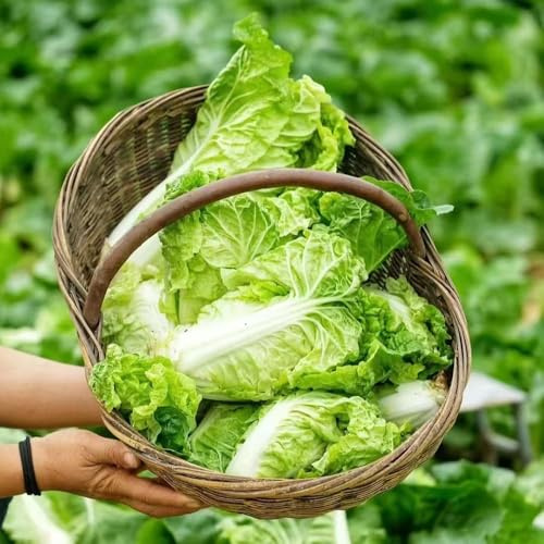 pak choi - semi semi da giardino resistenti balcone balcone varietà antiche 100pcs