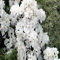 100 semillas frescas de flores de rododendro