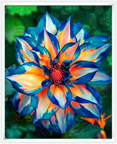 Winterhart pflanzen, Blumenzwiebel Mix, Luftreinigung, Lebende Pflanzen,Mysteriöse magische Glühbirne, Mehrjährige Blumenzwiebel ist winterhart-2 Dahlien knollen