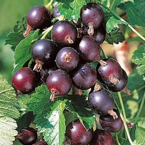 Jeanne Gooseberry Bush Live Plant Well Rooted, Berry Plant Live for Planting, 5-9 Tall