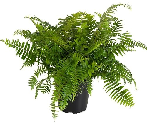 Helecho Común Natural Planta Colgante para Crear Ambientes Relajantes