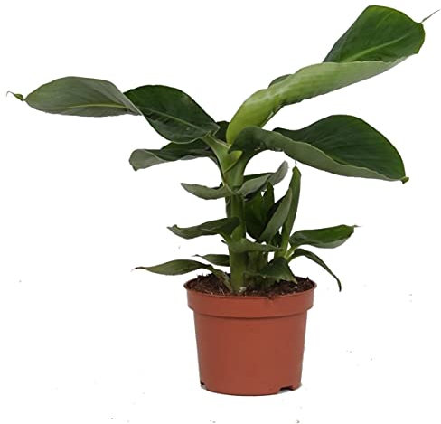 Planta Bananera Natural Musa Tropicana Árbol Platanero