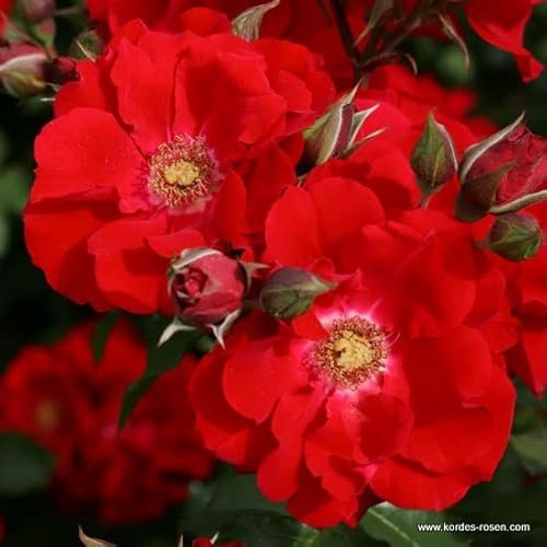 2x Rosier Thé moderne 'Rotter Korsar' – Kordes Eleganza® rose – Plant-o-fix-pot | Fleurs rouges foncées, parfum agréable