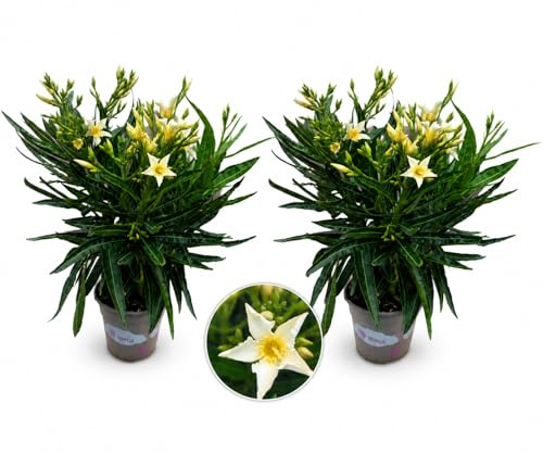 POWERS TO FLOWERS - OLEANDRO NANO A FIORE GIALLO, 2 PIANTE, vaso 13cm, pianta vera