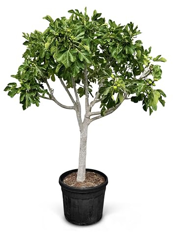 Higuera, 30 años de edad, Ficus Carcia, árboles frutales, color marrón turco, higuera resistente al invierno, jardín, 220 cm, incluye maceta