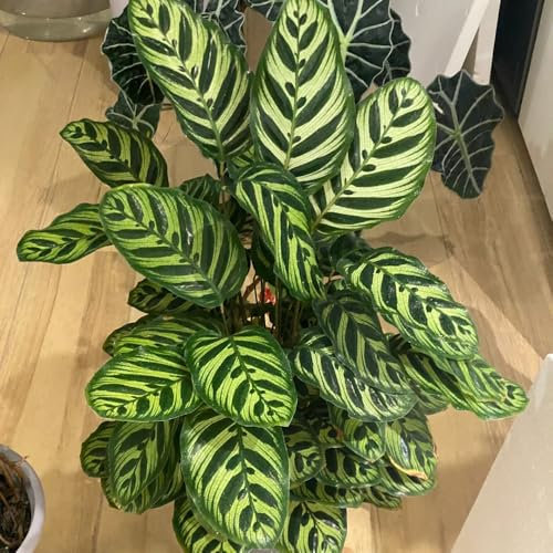 calathea pfeilwurz samen, winterharte kübelpflanzen maranta arundinacea deko wohnzimmer bonzai baum wohnzimmer pflanzen zimmerbonsai bonsai luftreinigende zimmerpflanzen topfpflanzen 35pcs
