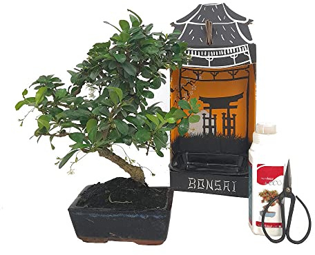 PACK INICIACIÓN BONSAI NATURAL DE INTERIOR DE CARMONA 6 AÑOS INCLUYE TIJERAS 120MM Y ABONO ECO
