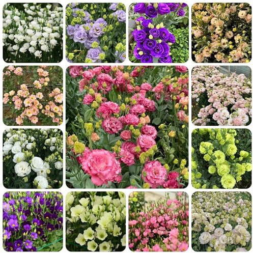 semillas de lisianthus eustoma, trepadoras resistentes, orgánicas de lisianthus eustoma, balcón, silvestres de balcón 600pcs