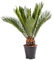 Bloomique - 2er Set - Cycas Revoluta - Palmfarn - Sagopalme - Palme - Sehr Pflegeleicht - Höhe 40-50 cm - Topf 15 cm