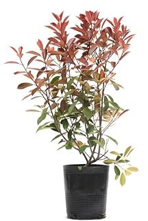 Fotinia Arbutos de Exterior Natural - Planta para Adornar Jardines