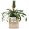 Pineapple Plant (Ananas) With Pot, Houseplant Real Indoor Plant for Office, Home, Bedroom, Kitchen and Living Room, Perfect for Clean Air, Delivered Next Day