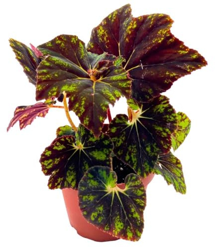 Harmony Foliage Begonia Shanicka 4 inch Rhizomatous Dark Green Shanika Rhizo