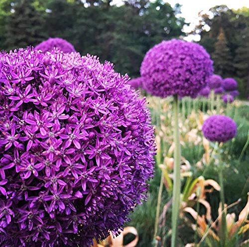 100 Allium gigante Allium Semi Giganteum Viola Allium gigante ornamentale Cipolla