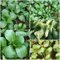 pak choi samen winterhart, frisches gemüse,saatgut alte sorten pak choi frisch samen wintergemüse samen,bodendecker samen winterhart bio gemüse,anpflanztöpfchen kräuterbeet 400pcs