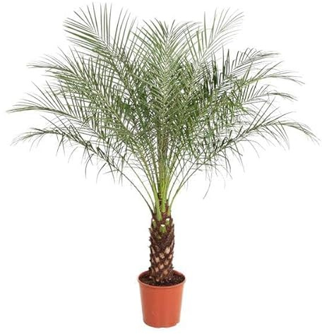 Palmera datilera enana Phoenix Roebelenii, 150 cm de alto, diámetro de 27 cm, palmera exótica para salón y oficina, fácil de limpiar y decorativa