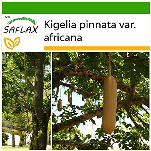 SAFLAX - Leverkorvsträd - 10 Frön - Med pottsubstrat för bättre odling - Kigelia pinnata