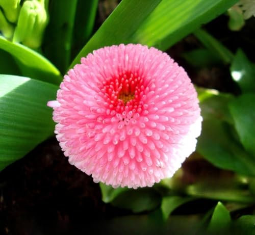 Daisy English Pomponette Pink 700 Seeds + Plant tag + Freebie - Bellis perennis