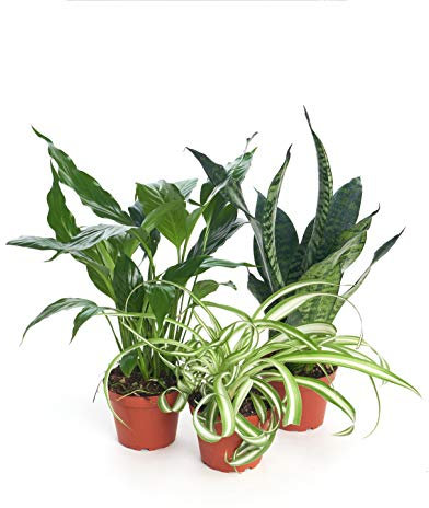 DECOALIVE Trio Plantas Purificadoras del Aire Naturales: Spathiphyllum, Chlorophytum y Sansevieria