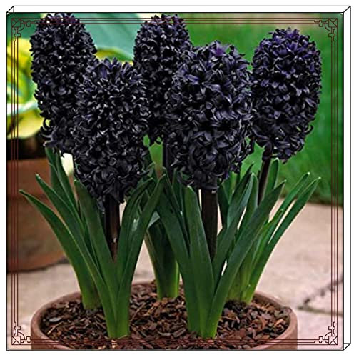 Hyazinthenzwiebel Winterhart MehrjäHrige,Hyazinthe Kaufen Hyazinthen Pflanzen Winterhart,Hyazinthen Rhizome Gärten Geschenk bereit MehrjäHrige Knollenpflanze Im Topf Pflanzen-5zwiebeln-d