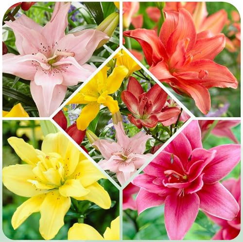 Collection de bulbes de lys asiatiques, paquet de 15 pièces en 5 variétés et couleurs, mélange de bulbes de lys résistants à l'hiver de Hollande à planter dans le jardin (gros, pas de graines)