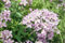 Campanula lactiflora 'Loddon Anne' ca. 9x9 cm Topf - Glockenblume, zartrosa Blüten, Blütezeit Juni-August, ideal für Rabatten, bienenfreundlich, pflegeleicht