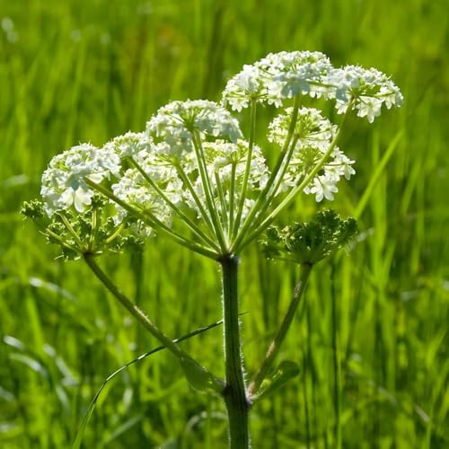 semi di levistico, resistenti aromatiche da giardino verdi medicinali vecchie varietà resistenti per giardini rocciosi prodotti sostenibili 400pcs