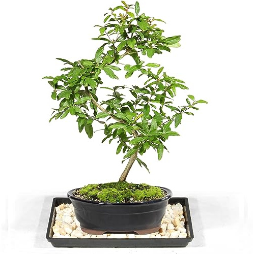 Brussel's Bonsai Live Dwarf Pomegranate Bonsai Tree - Large, 6 Year, 12 to 16 Inches Tall - Outdoor Live Bonsai Tree with Bonsai Pot and Bonsai Tray