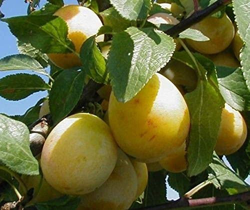 Prunus Mirabelle De Nancy Plum Fruit Tree 5-6ft Supplied in a 7.5 Litre Pot by DirectPlants™