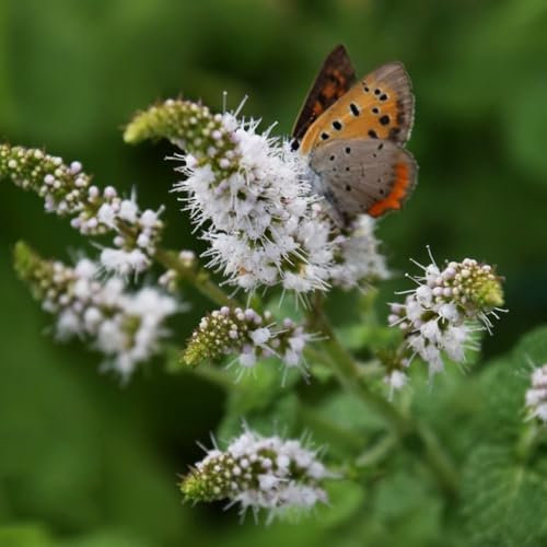 300 pcs minze samen - heilkräuter samen pfefferminze pflanze kaufen,Mentha haplocalyx, gemüsesamen dekopflanzen wildkräuter samen kräutergarten küche deko pflanzen alte gemüsesorten
