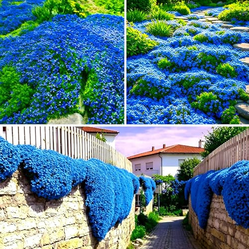 Tomillo Rastrero Azul, 10000 Unidades, Ideal para Jardines de Rocas y Espacios entre Adoquines, Resistente al Pisoteo