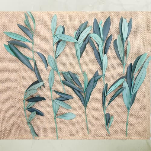 10 Branches d'olivier séché Naturel préservé - Brin Rameaux d'olivier pour Décoration Table végétale et Champêtre - Déco Mariage baptème Centre de Table - France (Olivier)