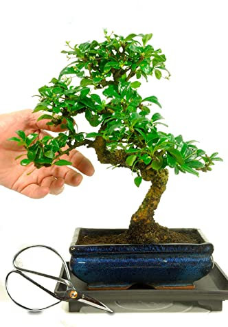 Bonsái Carmona Microphylla Natural Árbol Popular por su Bello Aspecto