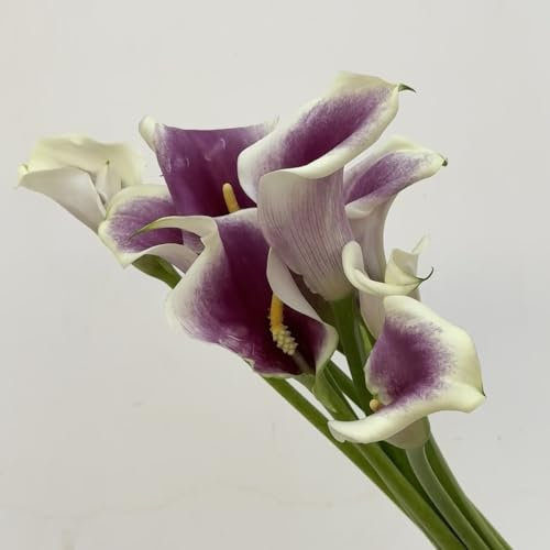 2 Pcs Calla Zwiebeln Winterhart Mehrjährig - Zantedeschia Aethiopica - Blumen Zwiebeln, Minigarten Calla Lilien Knollen, Blumen Winterhart, Bienenfreund Frühlingsblumen Zwiebeln, Zimmerbonsai