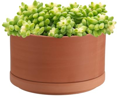 OLegei Pots de Fleurs en Terre Cuite 15 cm de diamètre Pot de Fleurs Peu Profond pour Plantes dintérieur et dextérieur Pot Rond pour Plantes succulentes avec Trou de Drainage