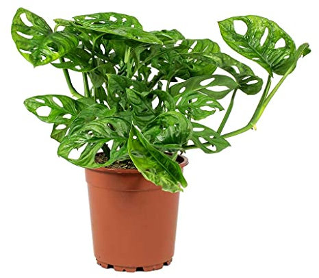 Planta Purificadora del Aire Monstera Adansonii Natural