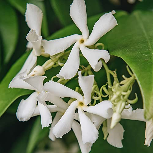 GardenersDream Trachelospermum Jasminoides - Jasmin Étoilé - Plante Grimpante Persistante Résistante au Froid - Plante Extérieur Parfumée