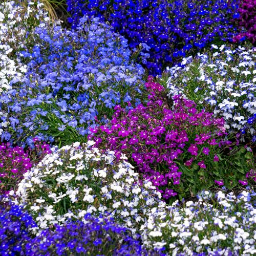 Lobelia Colour Cascade Mixed Seeds – RHS Award of Garden Merit – Half Hardy Annual – Must Have for Containers & Hanging Baskets – for Your Beautiful Garden