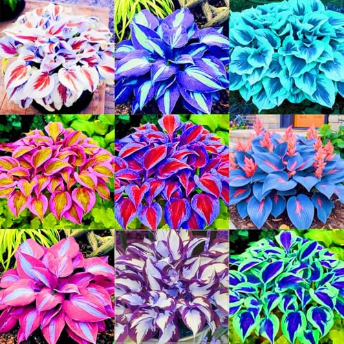 FáCil De Mantener Hosta rara Siembra durante todo el año Crea RáPidamente Un Hermoso JardíN-4bulbo-h