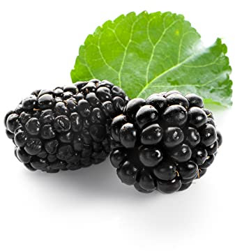 BlackBerry Plants, 'Triple Crown', 1 x Full Plant in a 3 Litre Pot, Blackberries, Fruit Plants, BlackBerry, Garden Ready and Ready to Plant, Premium Blackberries