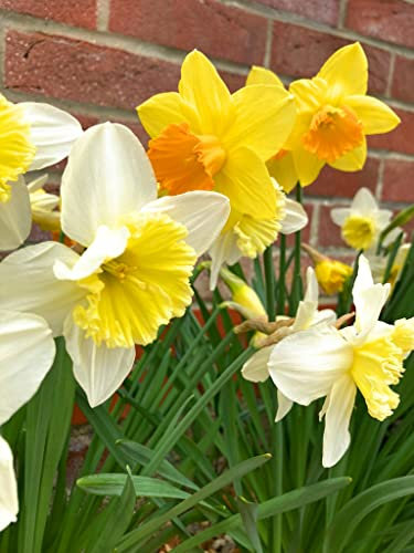 Thirty Daffodil Bulbs (Mixed Varieties) Free UK Postage