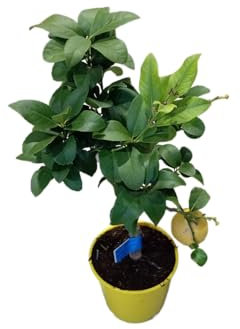 Limonero Frutal en Maceta Planta Natural de 1m Productora de Limones Aromáticos y Sabrosos