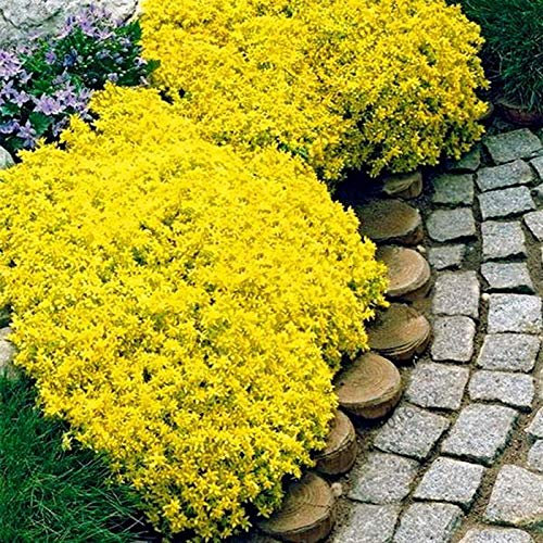 Ultrey Seed House - Fragrance Long Haired Mountain Thyme Seeds Sand Thyme Creeping Carpets Groundcover Perennial Flowers Stonecrop Seed Hardy Perennial