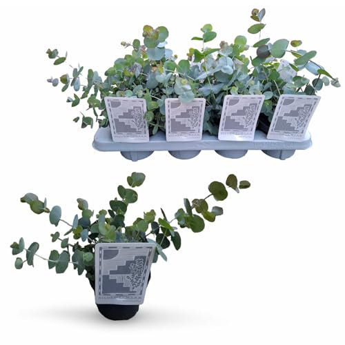 Eucalipto Natural Árbol de Poco Riego para el Jardín o el Interior del Hogar